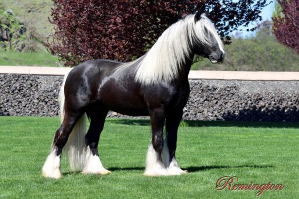 gypsy remingtons commander stallion