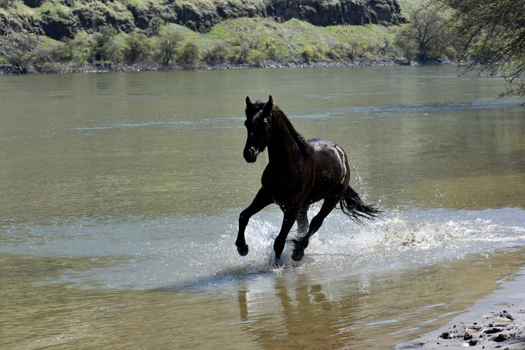 Friesian horses for sale